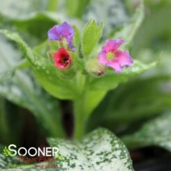 SILVER BOUQUET LUNGWORT -Greenscape Shop DETA3 3138