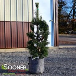 SILVER WHISPERS™ SWISS STONE PINE -Greenscape Shop DETA3 3248