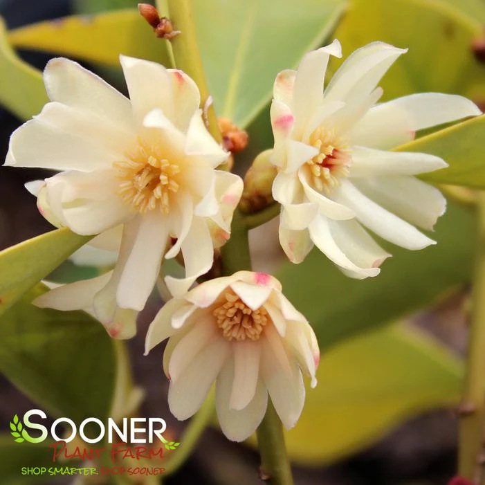 PURPLE GLAZE™ ILLICIUM 3 PURPLE GLAZE™ ILLICIUM