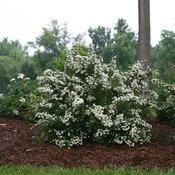 WEDDING CAKE® SPIRAEA 6 WEDDING CAKE® SPIRAEA - Image 4