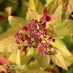 DOUBLE PLAY® CANDY CORN® SPIRAEA -Greenscape Shop DETA3 3367