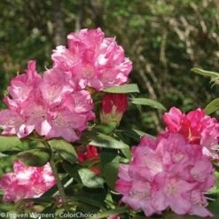 DANDY MAN® PINK RHODODENDRON 10 DANDY MAN® PINK RHODODENDRON -Greenscape Shop DETA3 3446