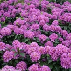 DANDY MAN® PURPLE RHODODENDRON -Greenscape Shop DETA3 3447