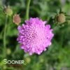 PINK MIST PINCUSHION FLOWER -Greenscape Shop DETA3 353