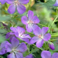 JOHNSON'S BLUE GERANIUM 7 JOHNSON'S BLUE GERANIUM -Greenscape Shop DETA3 3593