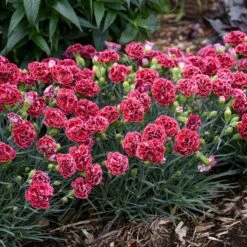 FRUIT PUNCHĀ® CHERRY VANILLA DIANTHUS