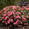 FRUIT PUNCH® CLASSIC CORAL DIANTHUS -Greenscape Shop DETA3 3633