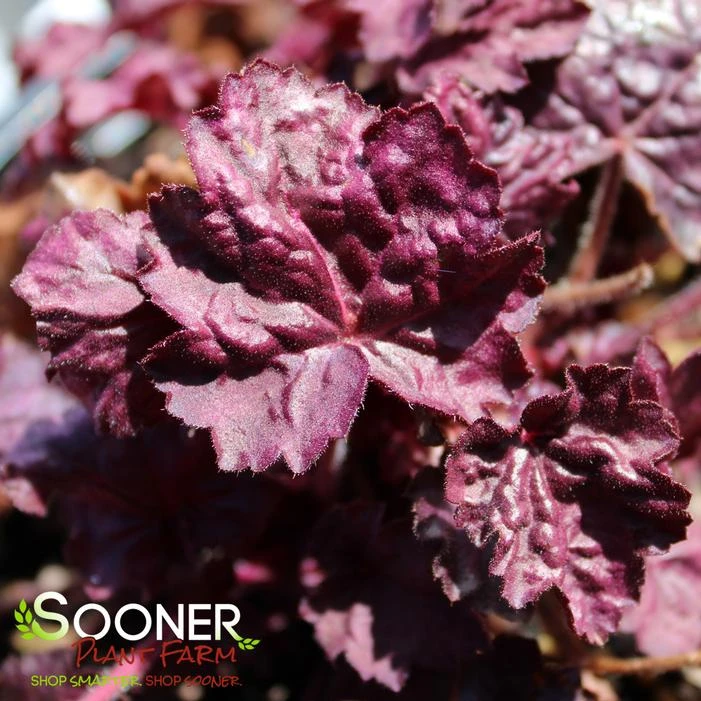 PRIMO® WILD ROSE CORAL BELLS 4 PRIMO® WILD ROSE CORAL BELLS - Image 2