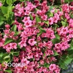 SNIPPET® DARK PINK WEIGELA -Greenscape Shop DETA3 3753