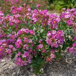 BELLINI® GRAPE CRAPEMYRTLE 7 BELLINI® GRAPE CRAPEMYRTLE -Greenscape Shop DETA3 3955