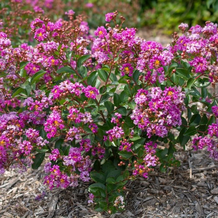 BELLINI® GRAPE CRAPEMYRTLE 5 BELLINI® GRAPE CRAPEMYRTLE - Image 3