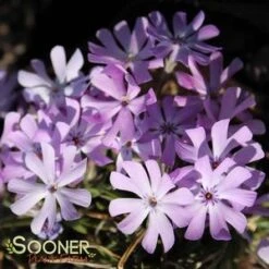 BEDAZZLED LAVENDER PHLOX 9 BEDAZZLED LAVENDER PHLOX -Greenscape Shop DETA3 3969