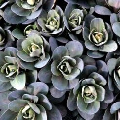 MARINA SEDUM -Greenscape Shop DETA3 4022