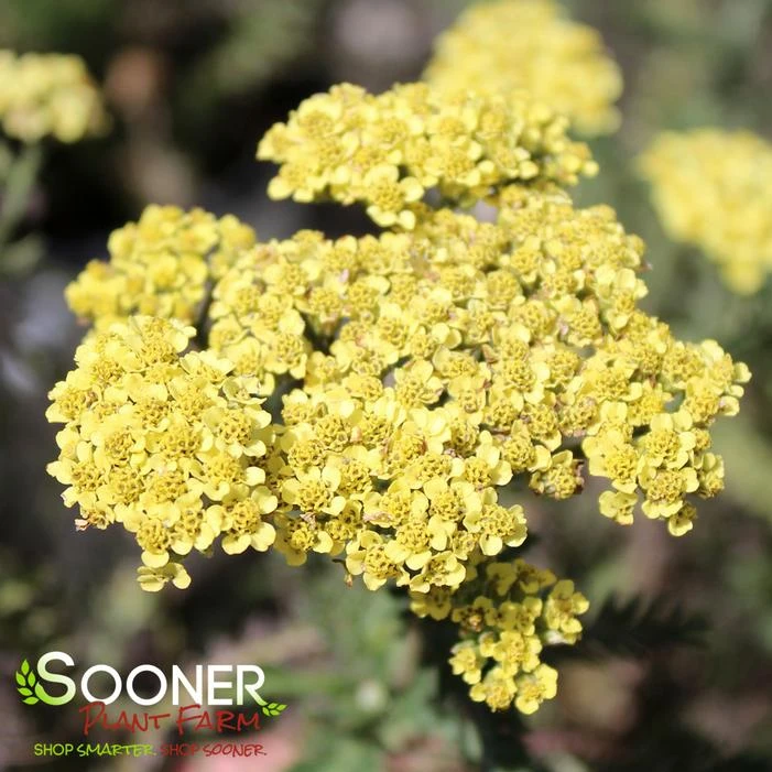 FIREFLY SUNSHINE YARROW 4 FIREFLY SUNSHINE YARROW - Image 2