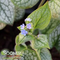 QUEEN OF HEARTS BRUNNERA -Greenscape Shop DETA3 4100