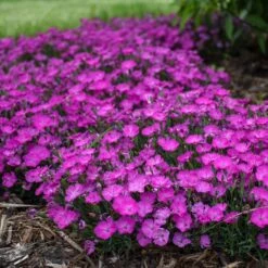 PAINT THE TOWN FUCHSIA DIANTHUS -Greenscape Shop DETA3 4106