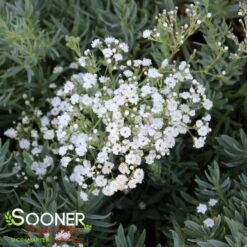 FESTIVAL STAR® BABY'S BREATH 8 FESTIVAL STAR® BABY'S BREATH -Greenscape Shop DETA3 4112