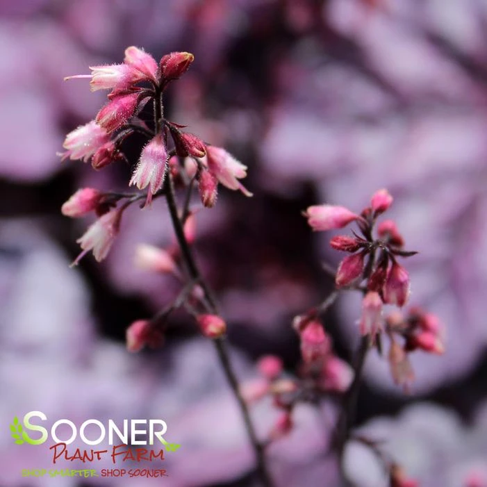 DOLCE® WILDBERRY CORAL BELLS 4 DOLCE® WILDBERRY CORAL BELLS - Image 2