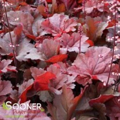 PRIMO® MAHOGANY MONSTER CORAL BELLS 8 PRIMO® MAHOGANY MONSTER CORAL BELLS -Greenscape Shop DETA3 4125