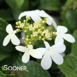SUMMER SNOWFLAKE DOUBLEFILE VIBURNUM -Greenscape Shop DETA3 413