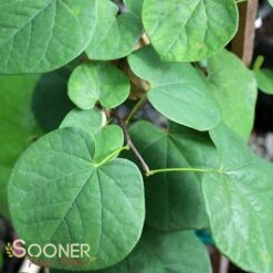 VANILLA TWIST WEEPING REDBUD 8 VANILLA TWIST WEEPING REDBUD -Greenscape Shop DETA3 4215