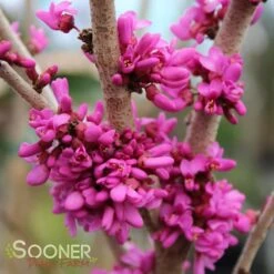 DON EGOLF MINIATURE REDBUD 7 DON EGOLF MINIATURE REDBUD -Greenscape Shop DETA3 430