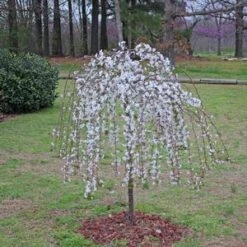 SNOW FOUNTAIN WEEPING FLOWERING CHERRY -Greenscape Shop DETA3 433