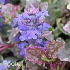 BURGUNDY GLOW AJUGA -Greenscape Shop DETA3 447