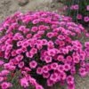 PAINT THE TOWN FANCY DIANTHUS -Greenscape Shop DETA3 4547