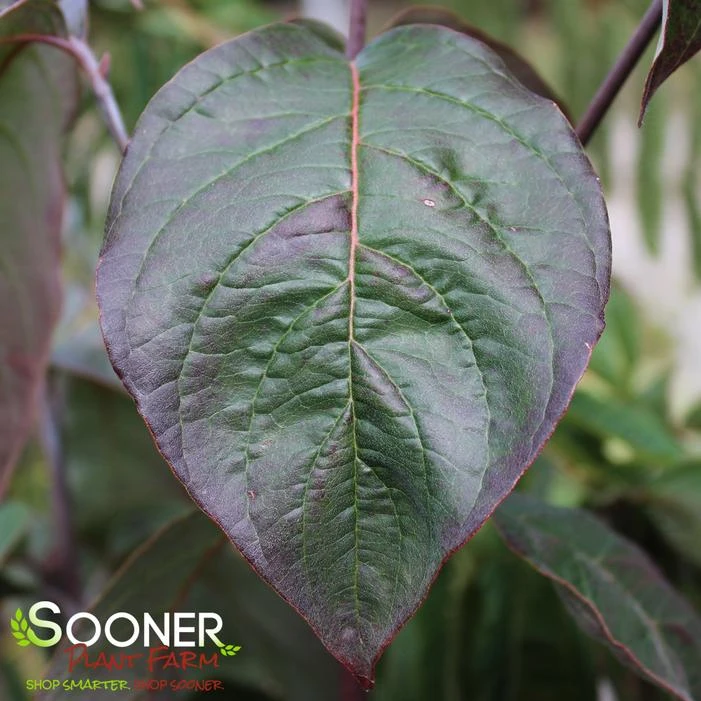 SUPER PRINCESS DOGWOOD 5 SUPER PRINCESS DOGWOOD - Image 3