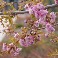 WEEPING EXTRAORDINAIRE™ FLOWERING CHERRY 7 WEEPING EXTRAORDINAIRE™ FLOWERING CHERRY -Greenscape Shop DETA3 4734