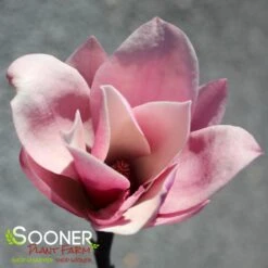 GALAXY MAGNOLIA -Greenscape Shop DETA3 4796