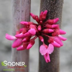 TENNESSEE PINK REDBUD 8 TENNESSEE PINK REDBUD -Greenscape Shop DETA3 4802