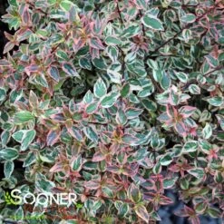 TRES AMIGOS® ABELIA -Greenscape Shop DETA3 4827
