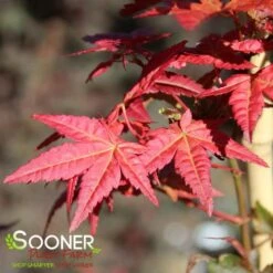 BENI MAIKO UPRIGHT JAPANESE MAPLE -Greenscape Shop DETA3 4895