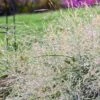 PRAIRIE WINDS® NIAGARA FALLS SWITCH GRASS 2 PRAIRIE WINDS® NIAGARA FALLS SWITCH GRASS -Greenscape Shop DETA3 4993