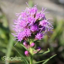 KOBOLD GAYFEATHER -Greenscape Shop DETA3 503