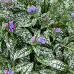 PINK-A-BLUE LUNGWORT -Greenscape Shop DETA3 5079
