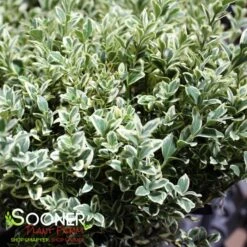 VARIEGATED ENGLISH BOXWOOD -Greenscape Shop DETA3 5149