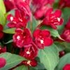 MAROON SWOON⢠WEIGELA 1 MAROON SWOON⢠WEIGELA -Greenscape Shop DETA3 5198