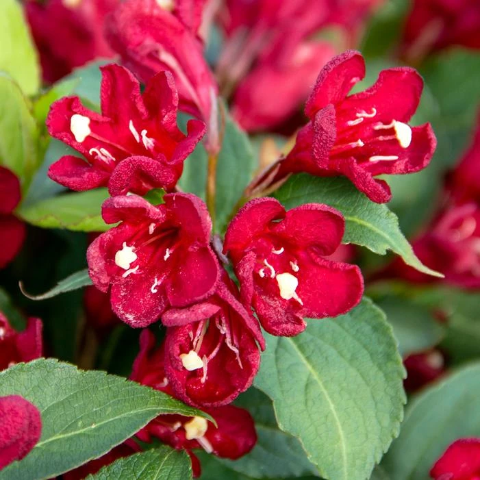 MAROON SWOON™ WEIGELA 3 MAROON SWOON™ WEIGELA