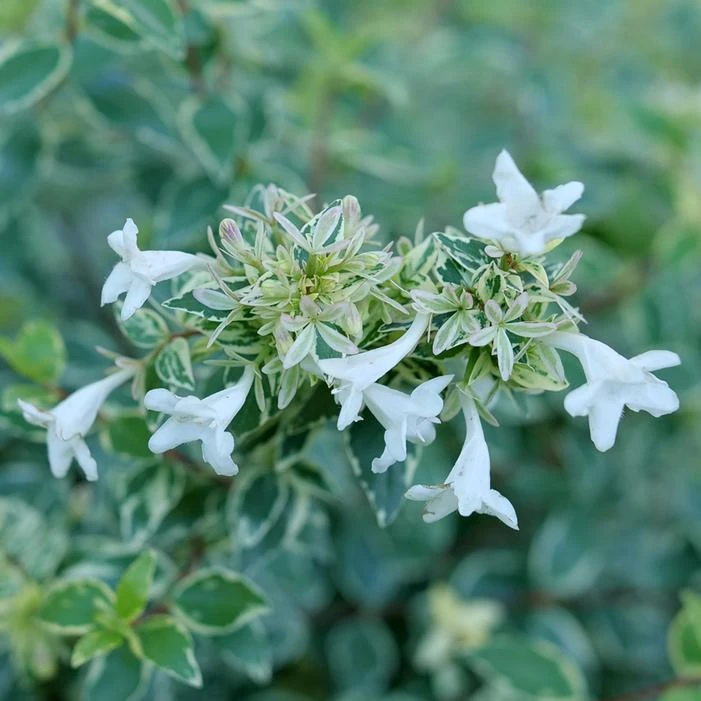 MUCHO GUSTO™ ABELIA 4 MUCHO GUSTO™ ABELIA - Image 2