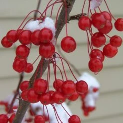 SWEET SUGAR TYME® CRABAPPLE -Greenscape Shop DETA3 5288