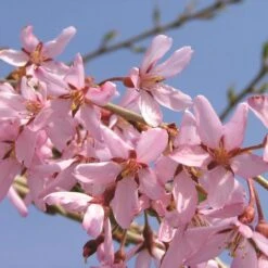 PINK SNOW SHOWERS™ WEEPING CHERRY -Greenscape Shop DETA3 5289