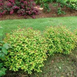DOUBLE PLAY® DOLLY™ SPIRAEA 11 DOUBLE PLAY® DOLLY™ SPIRAEA -Greenscape Shop DETA3 5303