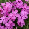 DRUMMOND'S PINK CREEPING PHLOX -Greenscape Shop DETA3 5319