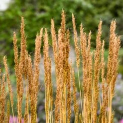 GOLDEN SUNSET® INDIAN GRASS -Greenscape Shop DETA3 5325