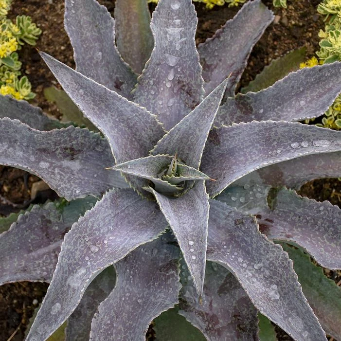 MAD ABOUT MANGAVE® MAYAN QUEEN MANGAVE 4 MAD ABOUT MANGAVE® MAYAN QUEEN MANGAVE - Image 2