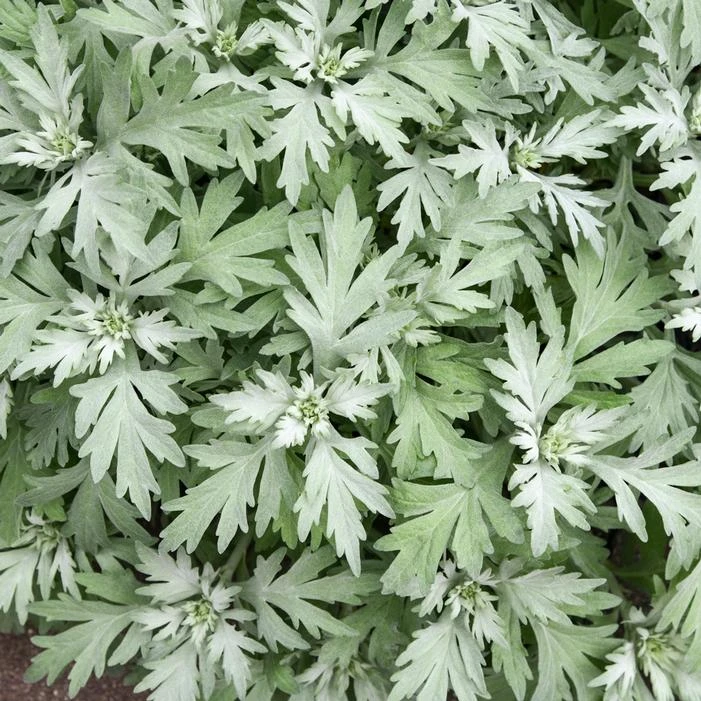 SILVER LINING WORMWOOD 4 SILVER LINING WORMWOOD - Image 2