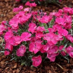 VIVID™ BRIGHT LIGHT DIANTHUS 8 VIVID™ BRIGHT LIGHT DIANTHUS -Greenscape Shop DETA3 5410